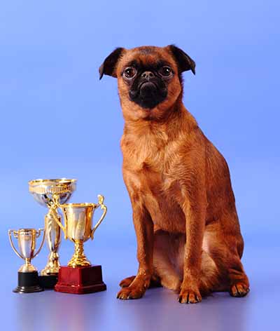 3 Championship Dog Shows